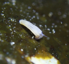 Caecum californicum