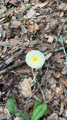 Leucocoprinus fragilissimus image