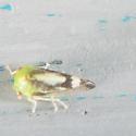 Atymna helena