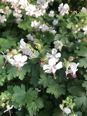 Geranium phaeum