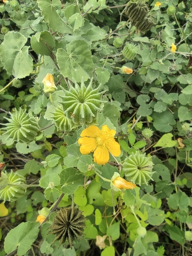 Abutilon indicum image