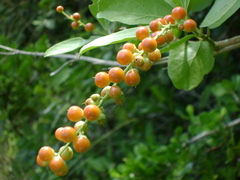 Citharexylum