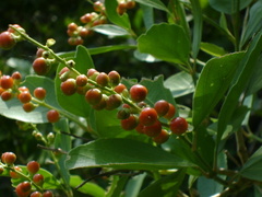 Citharexylum