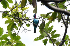Cotinga cayana