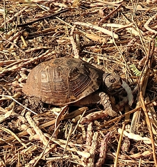 Terrapene nelsoni klauberi