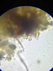 Entosiphon