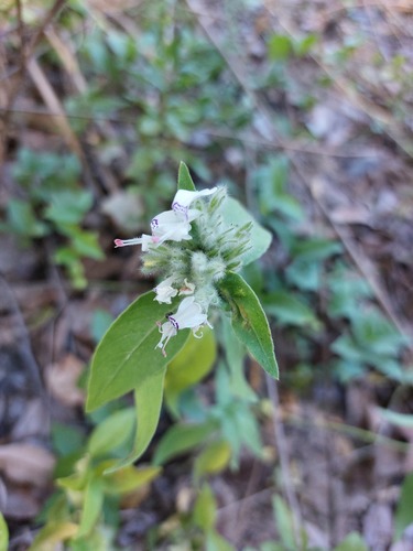 Hypoestes forskaolii image