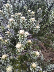 Phylica nitida