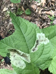 Calycomyza