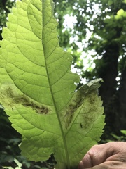 Calycomyza