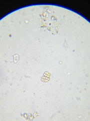 Dispora crucigenioides