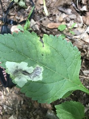 Calycomyza