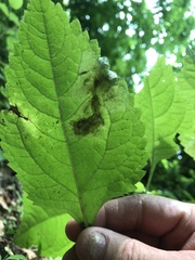 Calycomyza