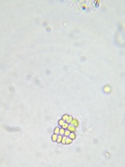 Dispora crucigenioides