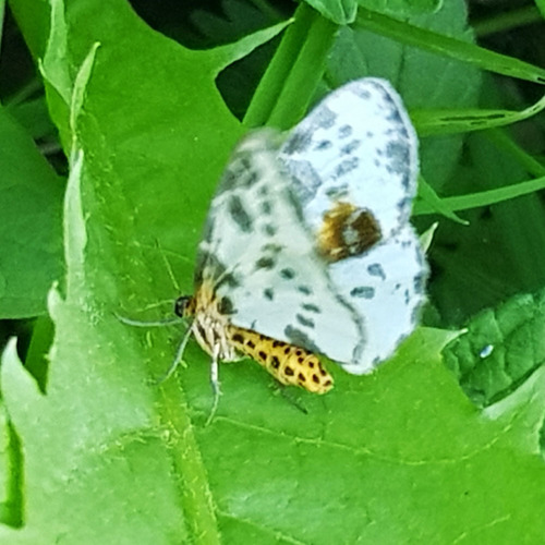 Abraxas sylvata