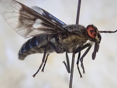 Chrysops mitis