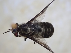 Chrysops mitis