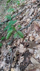 Epipactis krymmontana
