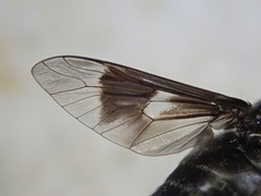 Chrysops mitis