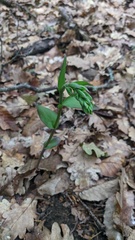 Epipactis krymmontana