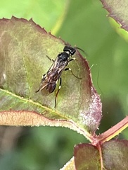 Allantus cinctus