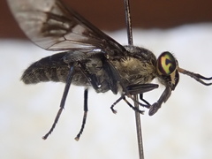 Chrysops ater