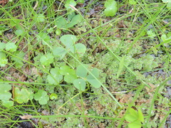 Marsilea ancylopoda