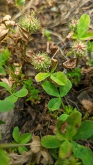 Trifolium retusum