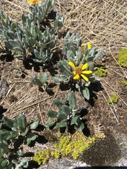 Senecio procumbens