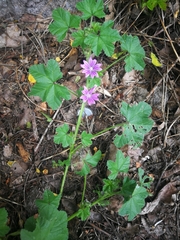 Malva sylvestris