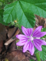 Malva sylvestris