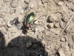 Carabus deyrolei