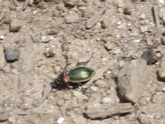 Carabus deyrolei