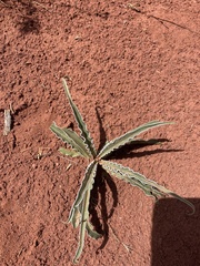 Frasera albomarginata