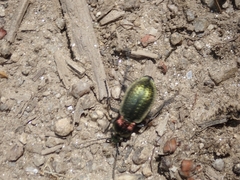 Carabus deyrolei
