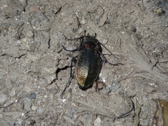 Carabus deyrolei