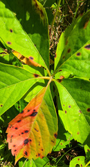 Phyllosticta parthenocissi