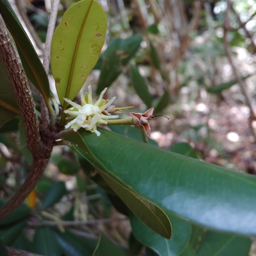 Manilkara pleeana, photograph 2