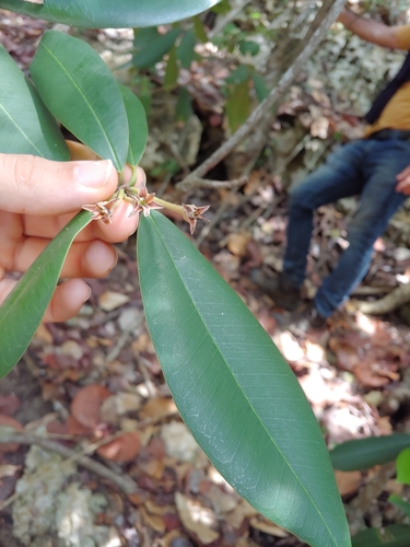 Manilkara pleeana, photograph 3
