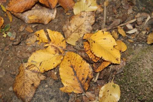 Image of Nothofagus alessandrii by (c) Cesar Ormazabal, some rights reserved (CC BY)