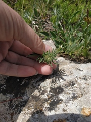 Anthyllis vulneraria pulchella