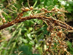 Rhizobiales