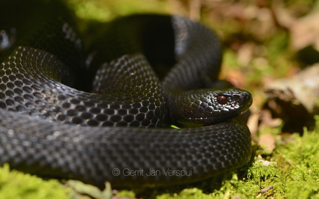 Alpine common adder from 6230 Postojna, Slovenië on July 30, 2016 at 10 ...