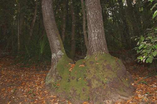 Image of Nothofagus alessandrii by (c) Cesar Ormazabal, some rights reserved (CC BY)