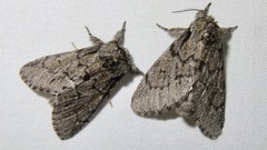 Paraeschra tortuosa