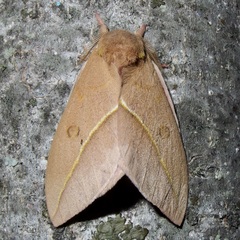 Automeris cecrops pamina