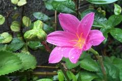 Zephyranthes miradorensis