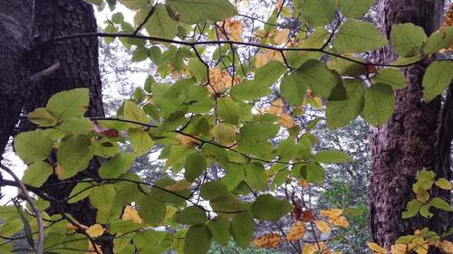 Image of Nothofagus alessandrii by (c) Cesar Ormazabal, some rights reserved (CC BY)