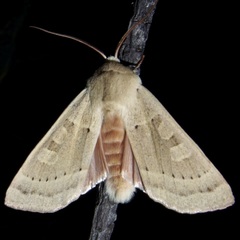 Dichagyris madida