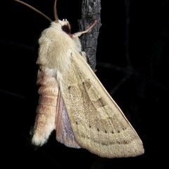 Dichagyris madida